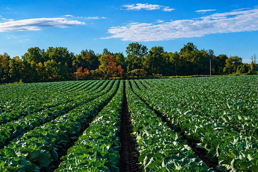 Large green crop field
