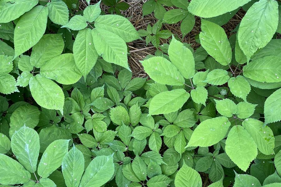 Green plants